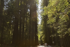 Redwoods border Highway 199 near Hiouchi, California