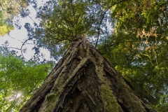 Redwood tree, looking up