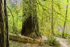 Last look, Redwood tree