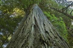 Giant Redwood, Redwood National Forest, northern California.