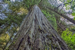 Giant Redwood tree. Part of Redwood National Forest.