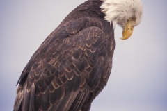 Bald Eagle resting on sign post