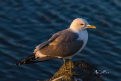 Glaucous-winged Gull Potter Marsh