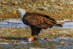 Bald Eagle Feasting on Salmon
