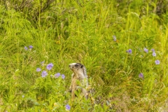 Hoary Marmot standing