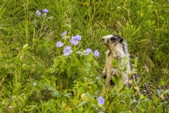 Hoary Marmot standing up closeup