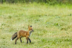 Red fox out for a stroll