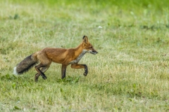 Red fox trots along