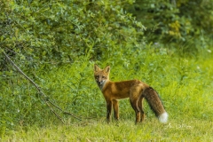 Red fox looking back