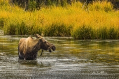 Foraging moose in pond