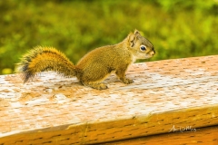 Photogenic Arctic Ground Squirrel on railing