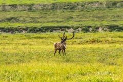 'Hartford' caribou on North Slope