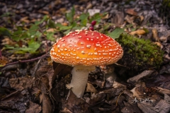 Amanita muscaria in Forest