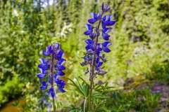 Lupine above Tolsona Creek