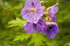 Wild Germanium after Rain