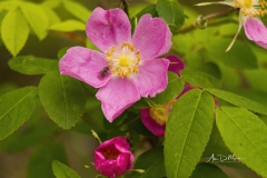 Wild Rose and Insect