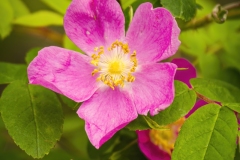 Wild Arctic Rose