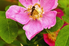 American Hover Fly on Alaska Wild Rose