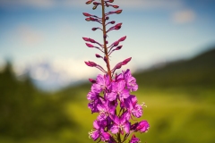 Turnagain Pass Fireweed