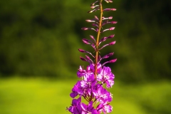 Fireweed in Turnagain Pass