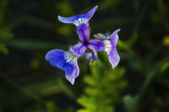 Wild iris, Palmer Hay Flats
