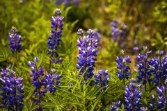 Lupine in Grass