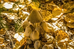 Inky Cap Mushrooms near Montana Creek