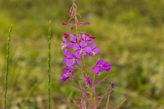Fireweed mid season