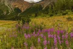Fireweed below Rainbow Ridge