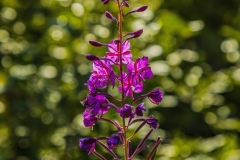 Fireweed Mid summer bloom