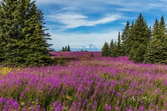 Fireweed and Mount Iliamna