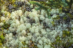Lichen at Marion Creek Campground,  Coldfoot