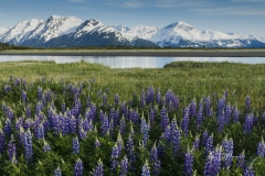 Twentymile River Lupine