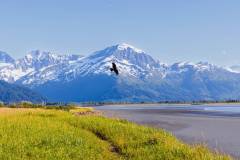 Raven in front of Chugach Mountains