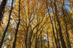 Autumn Gold