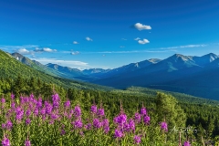 Fireweed and Palmer Creek Valley