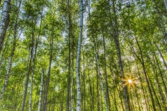 Sunlight through the trees