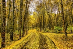 Autumn in Porcupine