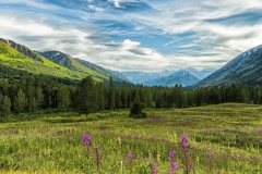 Fireweed near Turnagain Pass