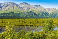Spruce tree reflection