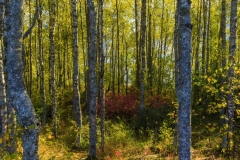 Forest floor in Autumn color