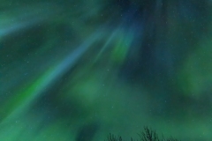 Pulsating aurora over trees