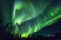 Bands of aurora over trees