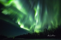 Dancing display of aurora over road and trees