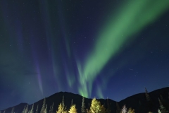 Aurora and light painted trees, Denali Highway
