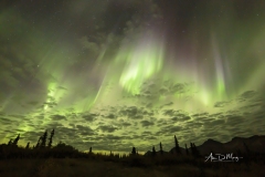 Aurora and clouds over trees
