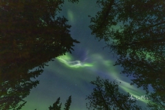 Aurora overhead