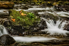 Oneonta Creek, Oneonta Gorge, Oregon