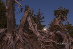 Moonrise and Whitebark Pines