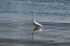 Great Egret standing in shallow water